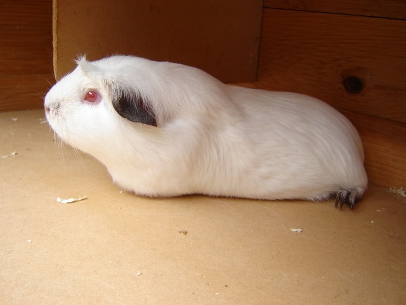 Himalayan Guinea Pig: Diet | Size | Breeding | Housing | Care Guide