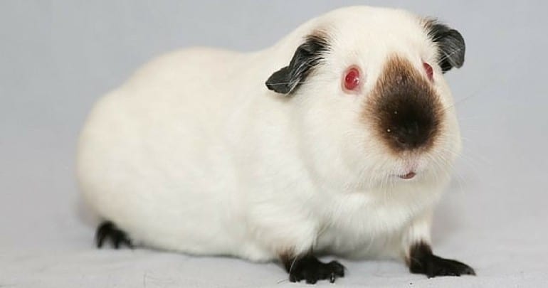 himalayan guinea pig