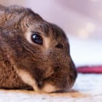 What Is The Lifespan of A Flemish Giant Rabbit? 1
