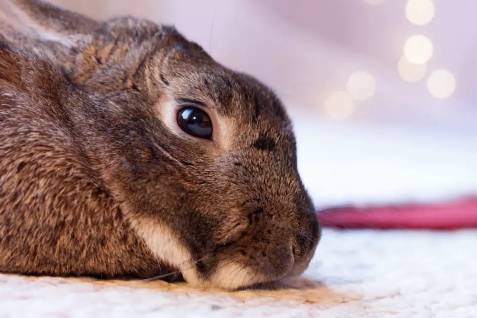 sad brown rabbit