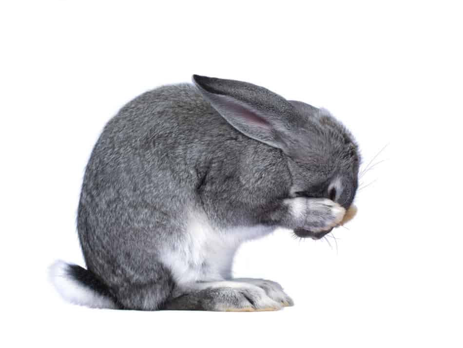 sad rabbit