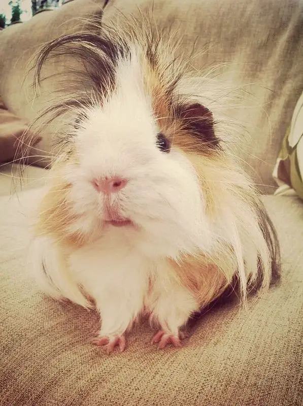 long haired sheltie guinea pig