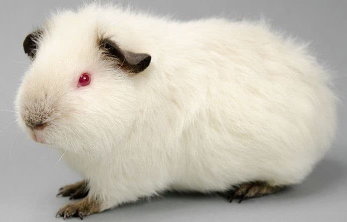 Himalayan Guinea Pig: Diet | Size | Breeding | Housing | Care Guide 1