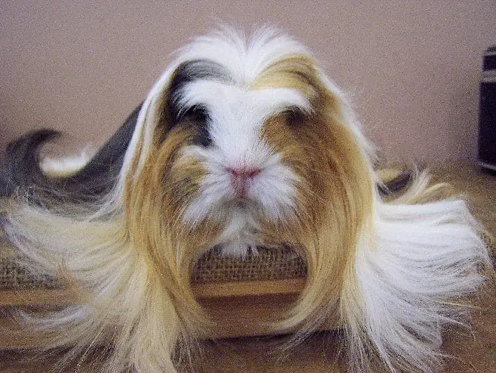 long haired sheltie guinea pig