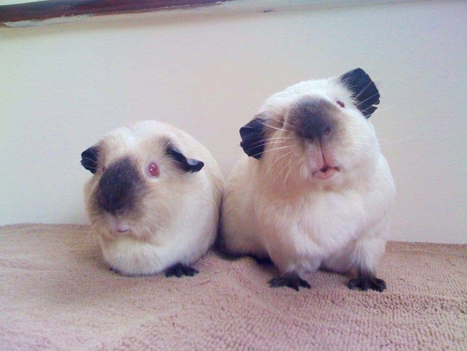 a pair of himalayan guinea pigs