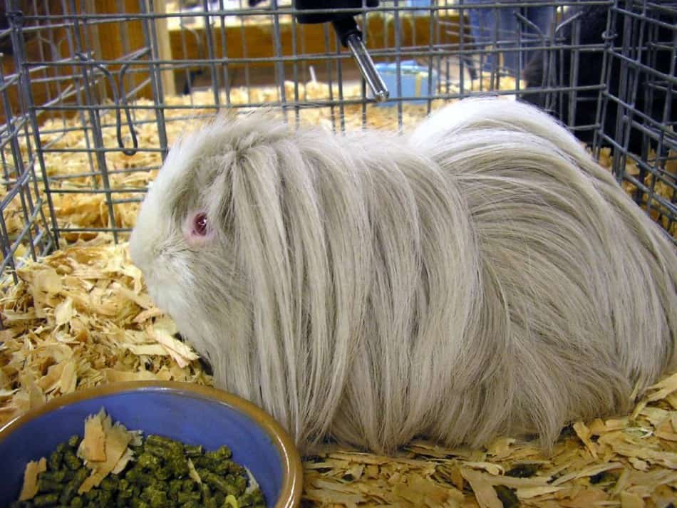 sheltie guinea pig