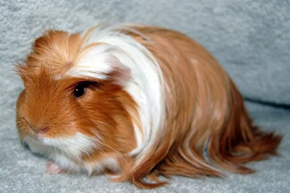 silkie guinea pig