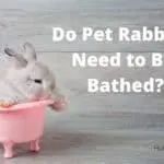 rabbit in a bath