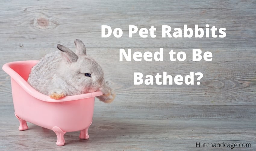 rabbit in a bath