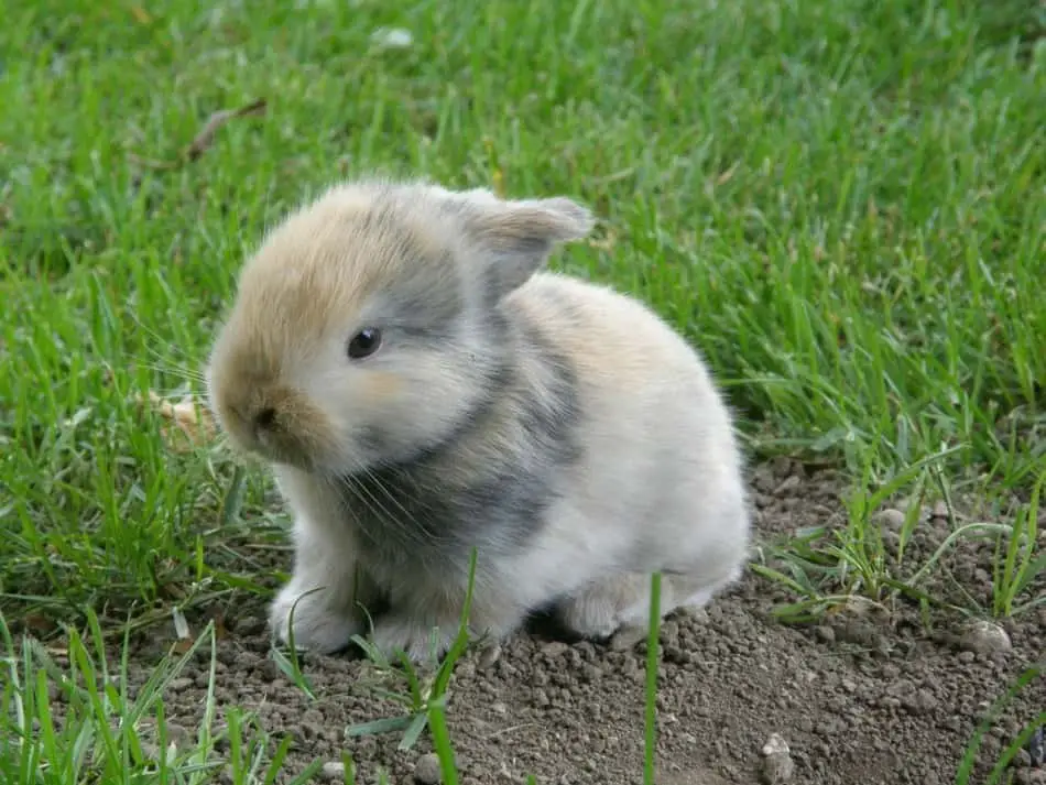 baby rabbit