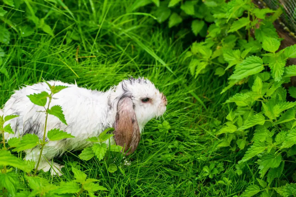 wet rabbit