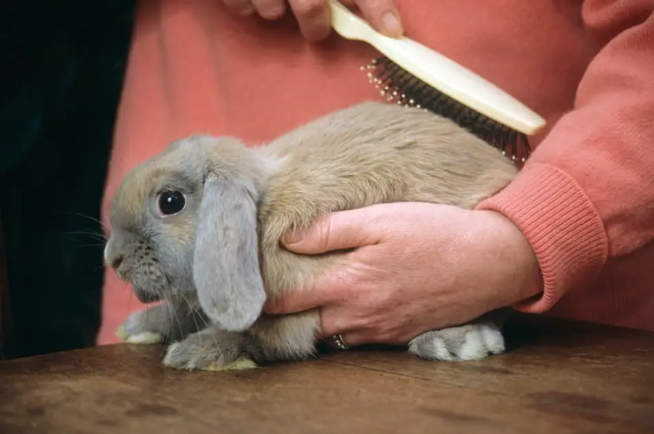 grooming a rabbit
