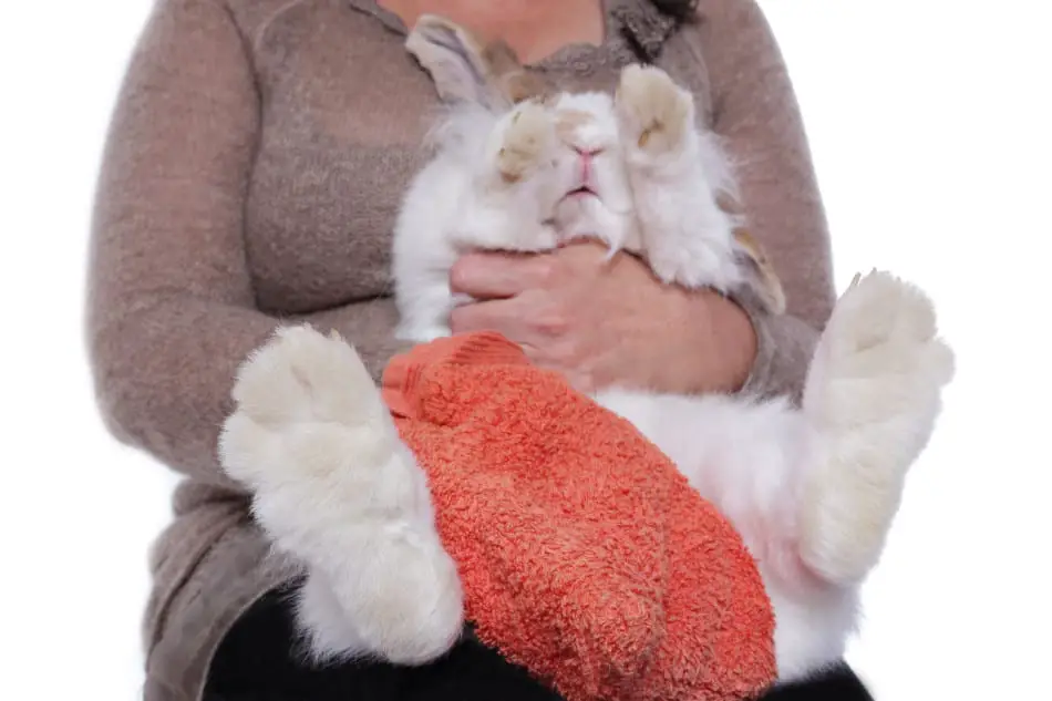 drying a rabbit with a towel