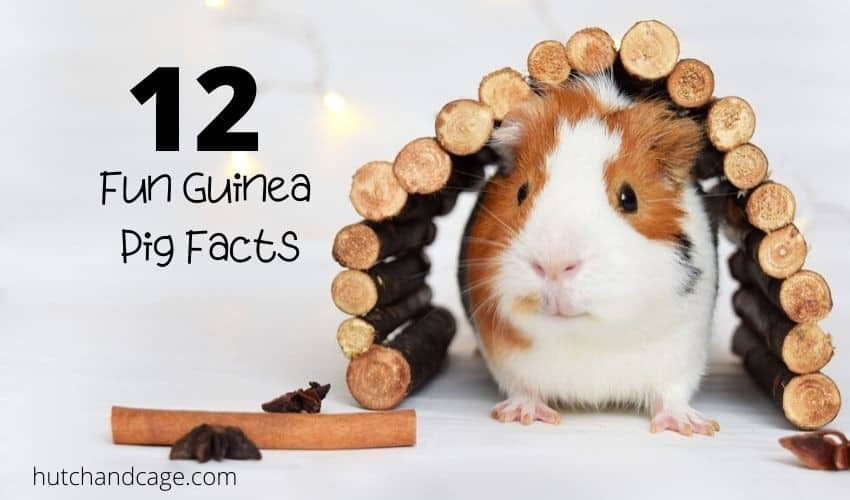 10 Fun Facts About The Guinea Pig | 5 Extra Bonus Facts