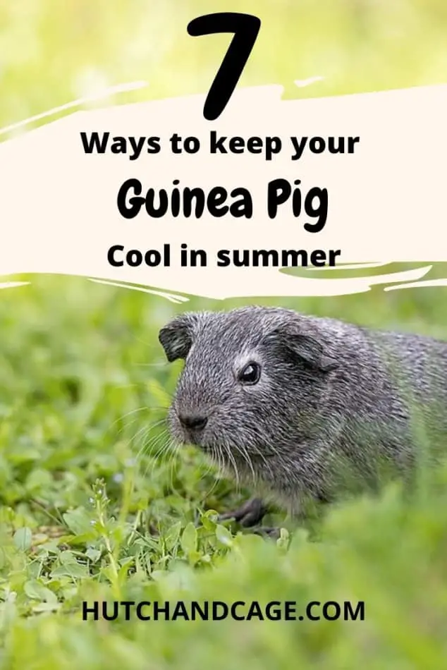 7 WAYS TO KEEP YOUR GUINEA PIG COOL IN SUMMER