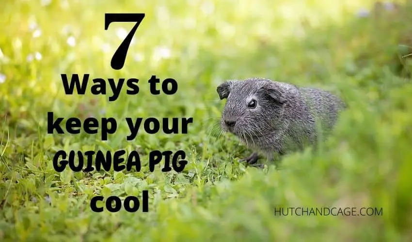 7 Ways To Keep Your Guinea Pig Cool | Summer Hot Weather Tips