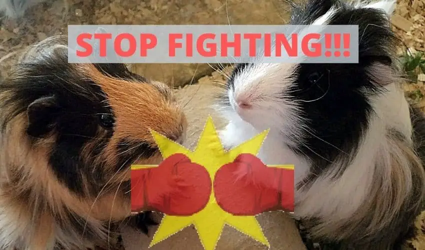 Why Do Guinea Pigs Fight | 5 Steps To Stop Them Fighting