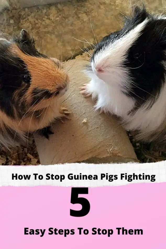 male guinea pigs fighting