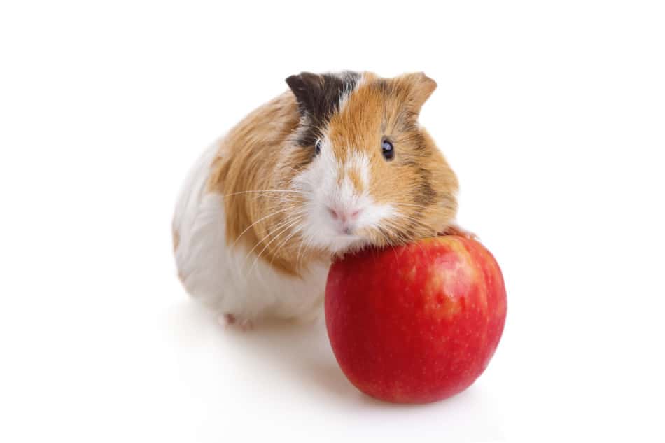 Podem os Porcos da Guiné Comer Núcleos de Maçã? Prós Cons dos Núcleos de Maçã 1