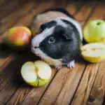 guinea pig eating apples