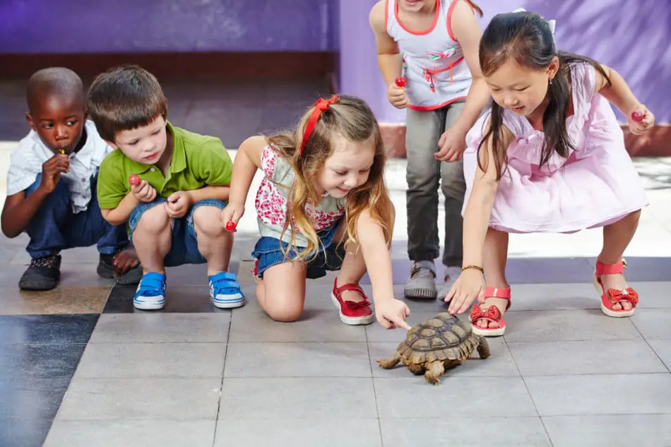 pets in school