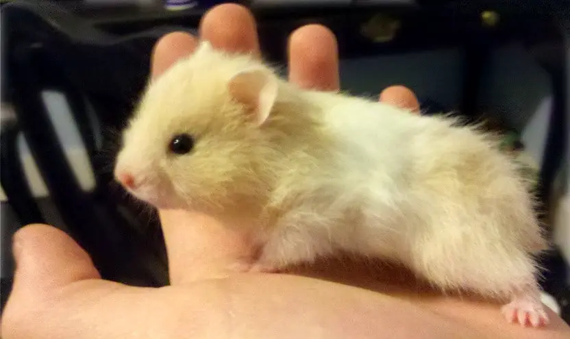 black teddy bear hamster