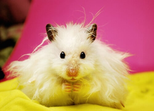 fluffy teddy bear hamster