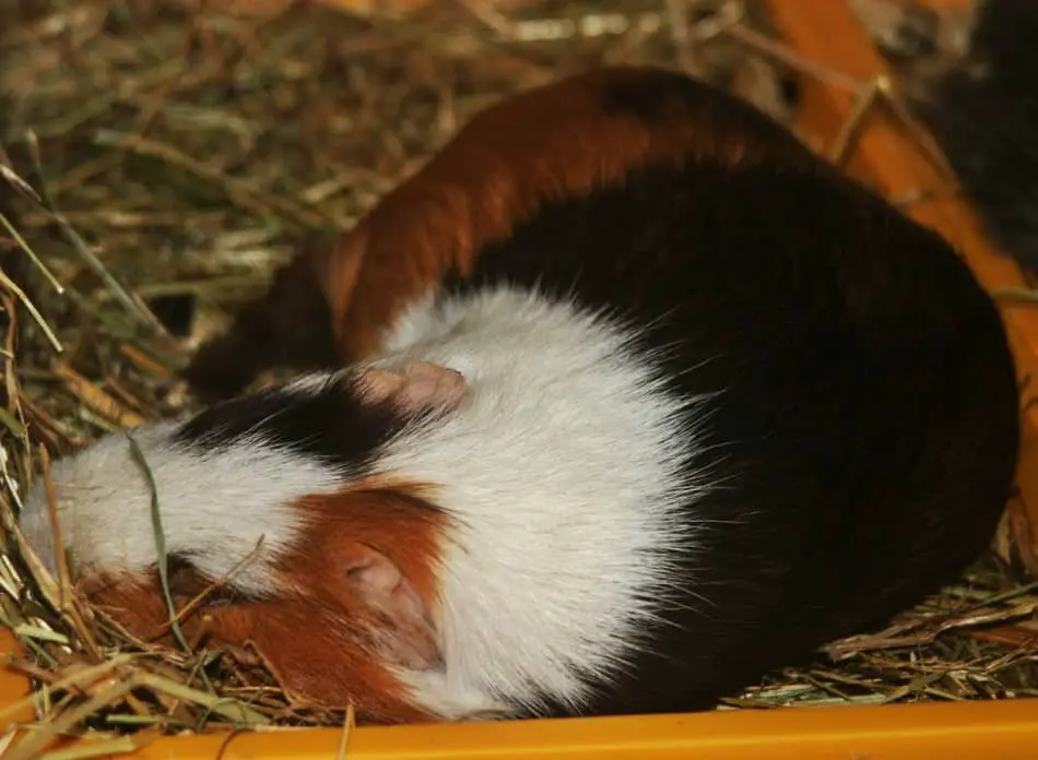 guinea pig sleeping