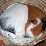 How much do guinea pigs sleep