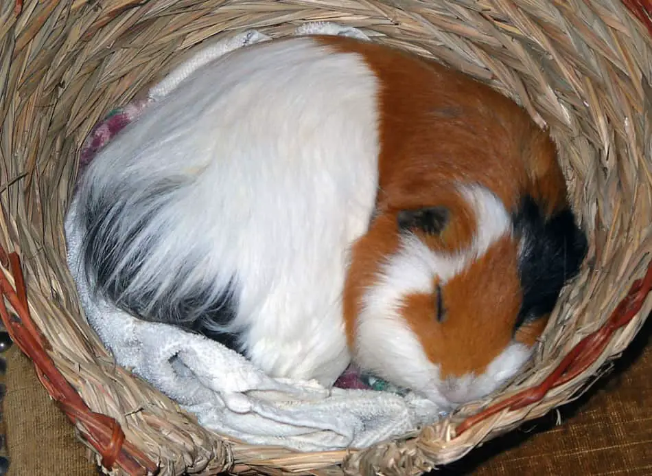 what do guinea pigs do all day