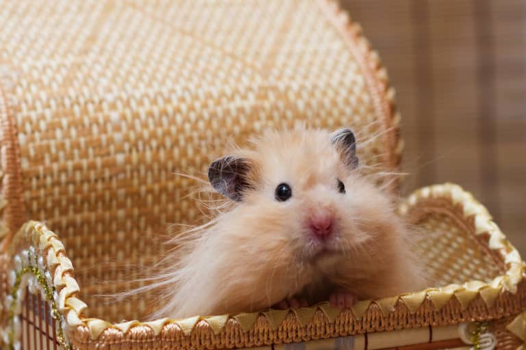 teddy-bear-hamsters-21-amazing-hamster-facts-hutch-and-cage