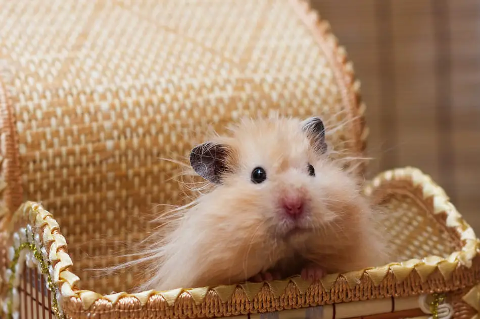 teddy bear hamster