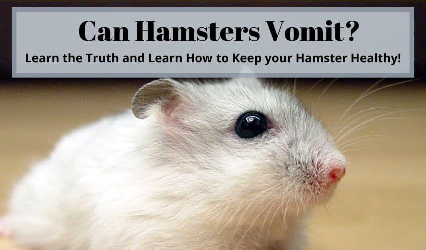 CAN HAMSTERS VOMIT