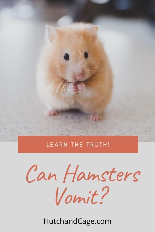 can hamsters vomit?