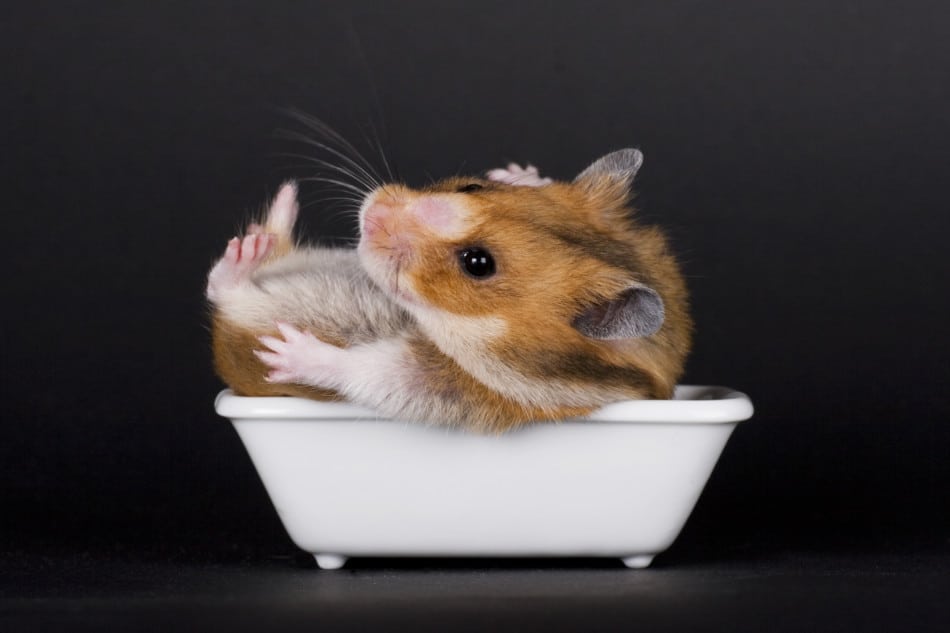 hamster bathing