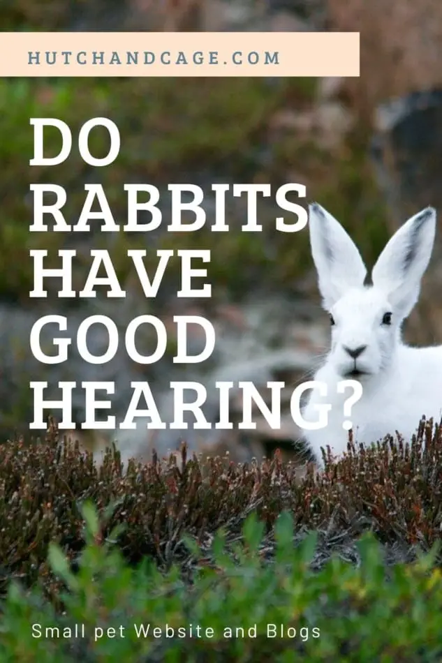 do rabbits have good hearing