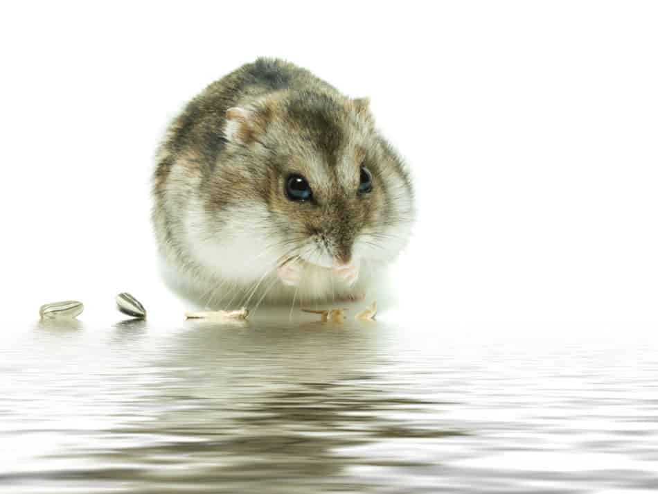 can hamsters swim