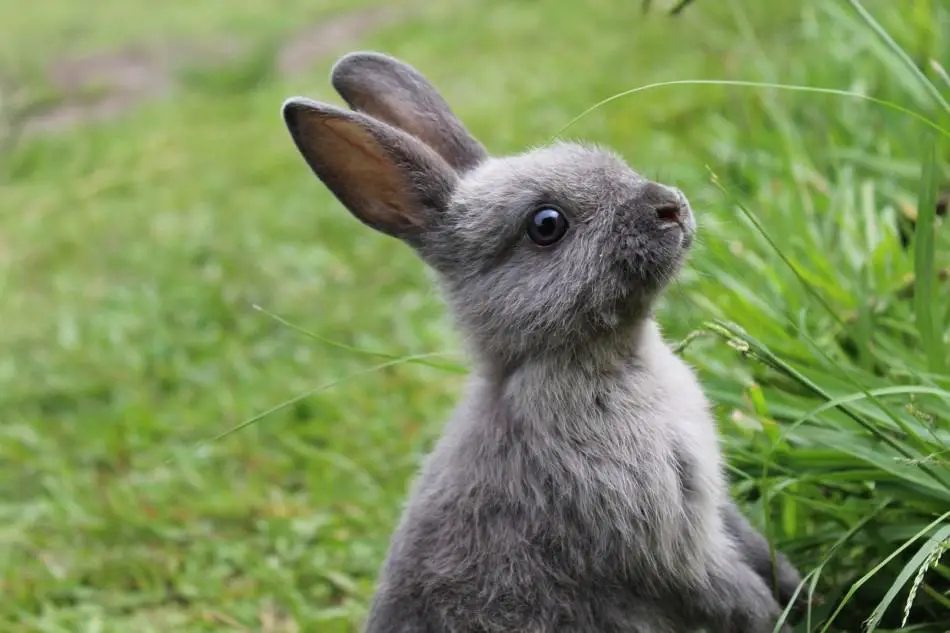 do rabbits have good hearing