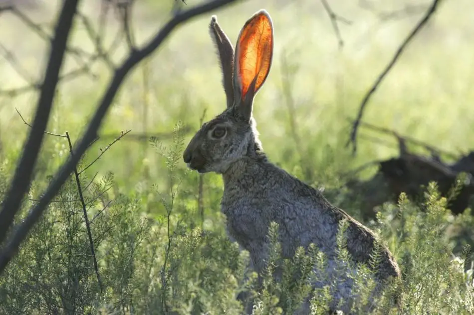 Do rabbits have good hearing