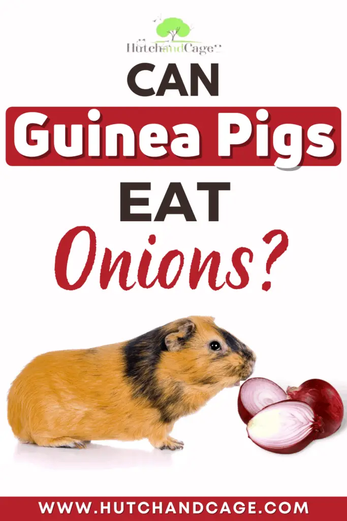 Can Guinea Pigs Eat Onions