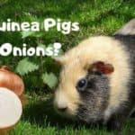 guinea pig with an onion