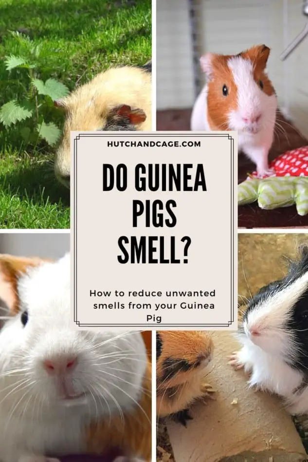 guinea pig smell