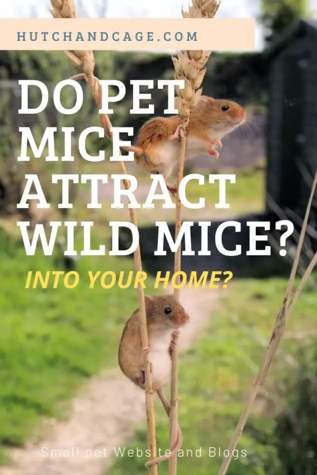 Do Pet Mice Attract Wild Mice Into Your Home Hutch And Cage