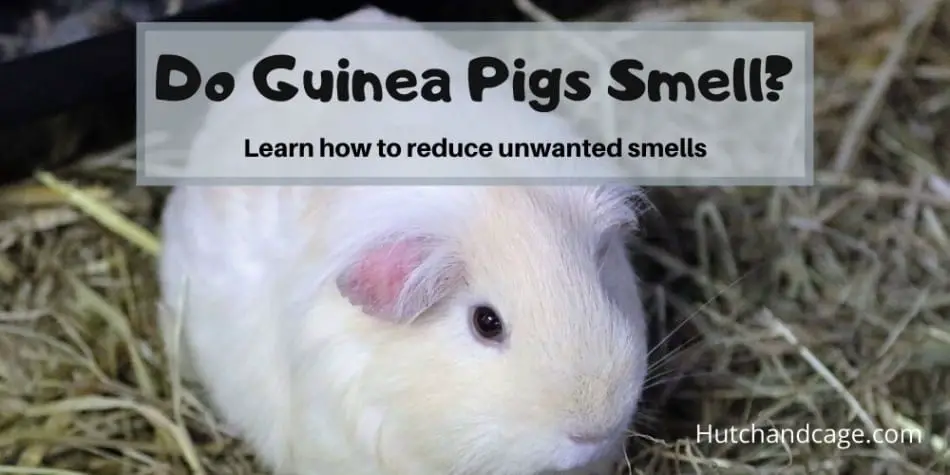 Do Guinea Pigs Smell? How To Reduce | Improve The Smell