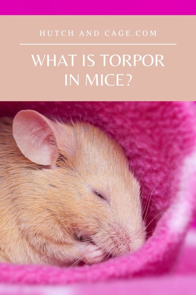 What is Torpor in mice