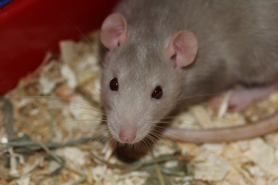 Do Pet Mice Attract Wild Mice Into Your Home Hutch And Cage