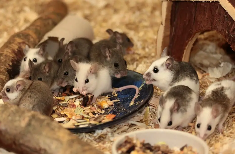 pet mice eating