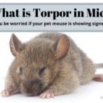 what is torpor in mice
