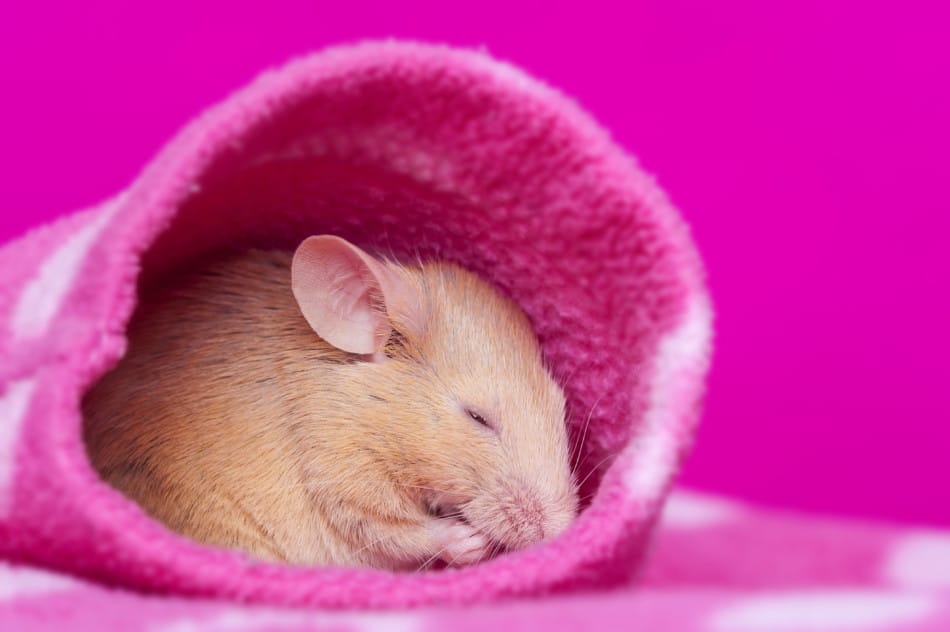 Pet Mouse Sleeping