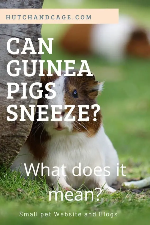 Can Guinea Pigs Sneeze? Should you be worried if they sneeze! 1